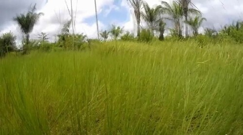 Bild 4 - Grundstück in Bagre zum Kaufen