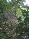 Bild 1 - 3 Weinberg Grundstücke - 15.000,00 EUR Kaufpreis, ca.  6.908,00 m²