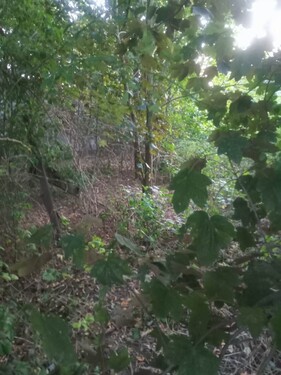 Bild 1 - 3 Weinberg Grundstücke - 15.000,00 EUR Kaufpreis, ca.  6.908,00 m²