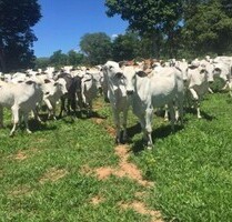 Bauernhof mit 410 ha kaufen in Brasilien in Goias - Alto Paraiso do Goias