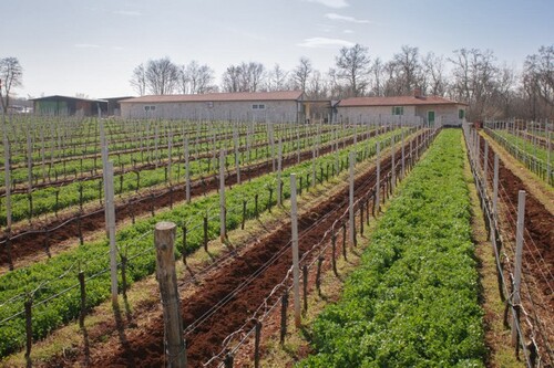 Bild 1 - Verkauf von Weinberg und Keller im Privatbesitz