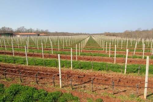 Bild 2 - Grundstück zum Kaufen in Poreč