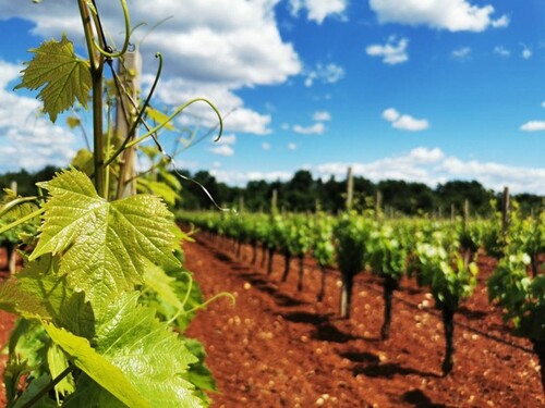 Bild 4 - Grundstück in Poreč zum Kaufen
