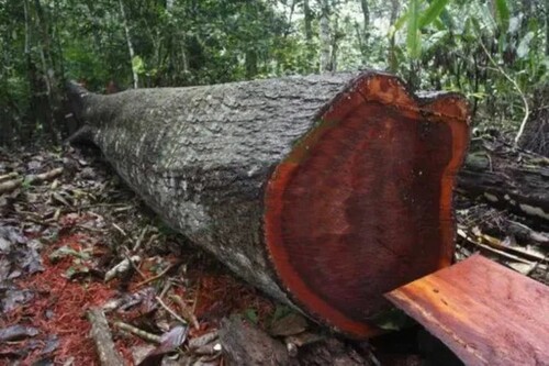 Bild 3 - Grundstück in Itapiranga