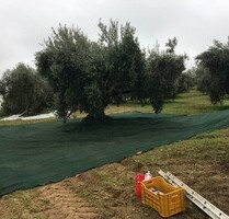 Olivenhain 90 schöne gepflegte alte Bäume - Spezzano Albabese