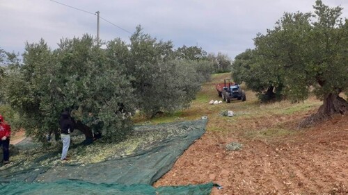Bild 2 - Grundstück zum Kaufen in Spezzano Albabese