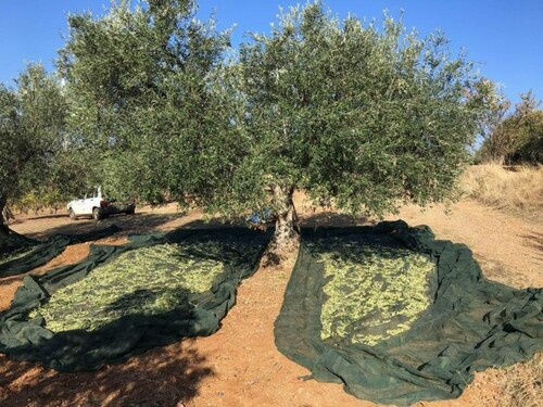 Bild 4 - Grundstück in Spezzano Albabese zum Kaufen