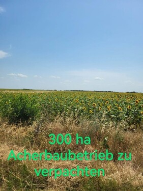 Bild 1 - 300 ha Ackerbaubetrieb zu verpachten Südrumänien
