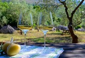 Bild 1 - Ungarn Weinbau zu verkaufen - 15.100,00 EUR Kaufpreis, ca.  12.000,00 m²
