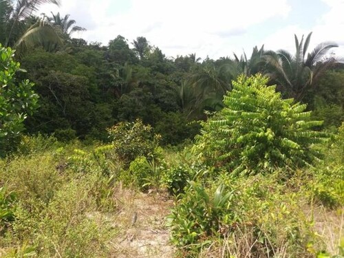 Bild 3 - Grundstück in Pauini