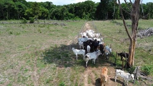 Bild 2 - Grundstück zum Kaufen in Marajo