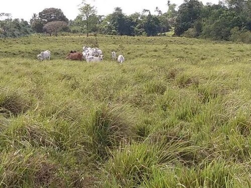Bild 3 - Grundstück in Marajo