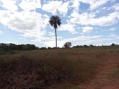Bild 1 - Brasilien 25500 ha Rohstoff Land Region Manaus Coari AM