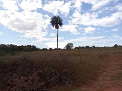 Bild 1 - Brasilien 25500 ha Rohstoff Land Region Manaus Coari AM