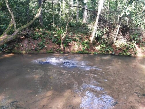 Bild 2 - Grundstück zum Kaufen in Coari