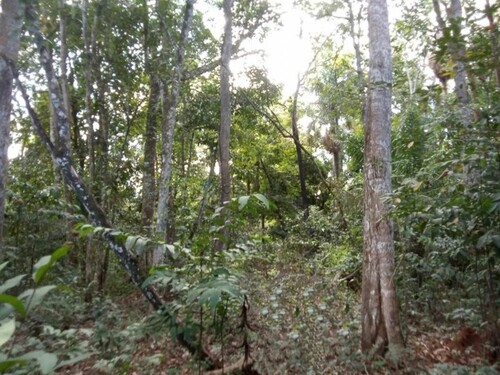 Bild 3 - Grundstück in Coari