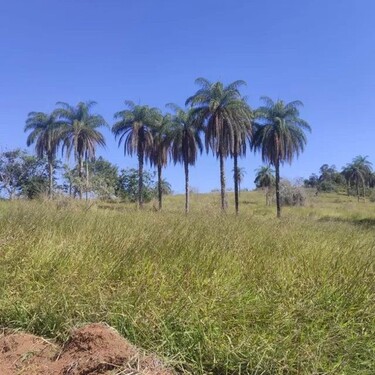 Bild 4 - Grundstück in Coari zum Kaufen
