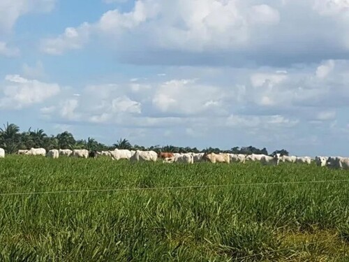 Bild 1 - Bauernhof mit Privatsee 1400 Ha und Rinderzucht