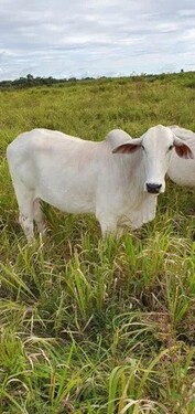 Bild 2 - Grundstück zum Kaufen in Belem