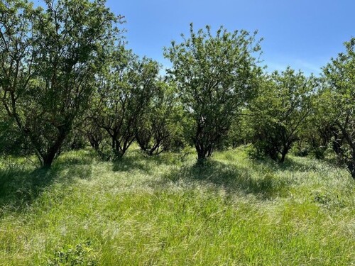 Bild 1 - Acker und Obstanbaubetrieb in Rumänien