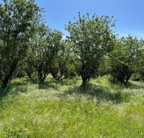 Acker und Obstanbaubetrieb in Rumänien - Pescari