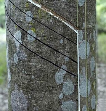 Bild 1 - Rohstoff-Land 75000 ha mit Kautschukplantage Brasilien