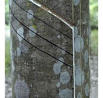 Rohstoff-Land 75000 ha mit Kautschukplantage Brasilien - Coari