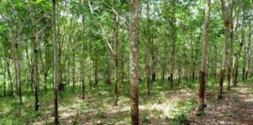 Bild 3 - Grundstück in Coari