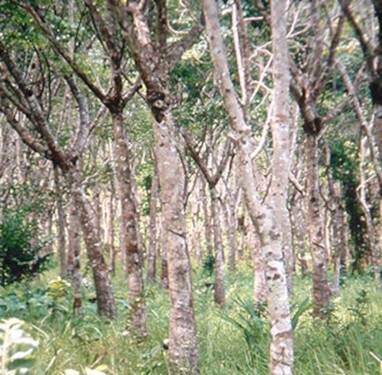 Bild 4 - Grundstück in Coari zum Kaufen