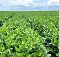 Bauernhof zu verkaufen 4622 ha Sojafarm in Belem Brasilien - Paragominas