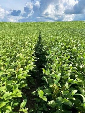 Bild 3 - 1 Zimmer Einfamilienhaus in Paragominas