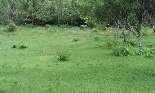 Bild 2 - Grundstück zum Kaufen in Januaria