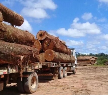 Bild 4 - Grundstück in Pimenta Bueno zum Kaufen