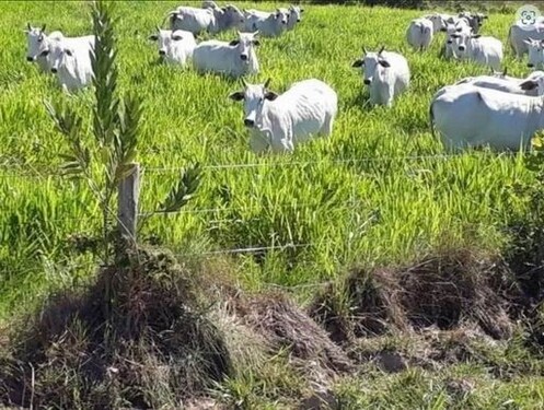 Bild 3 - Grundstück in Vila Bela da Santissima