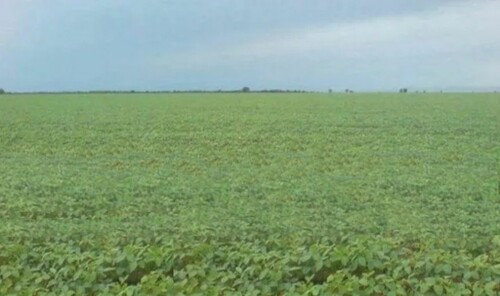 Bild 2 - Grundstück zum Kaufen in Belem