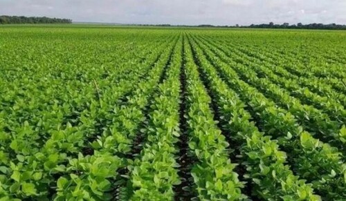 Bild 3 - Grundstück in Belem