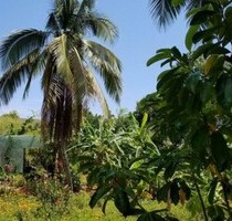 Organic-Fruit-Farm Dominikanische Republik - Las Galeras