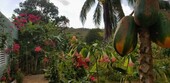 Bild 2 - 2 Zimmer Einfamilienhaus zum Kaufen in Las Galeras