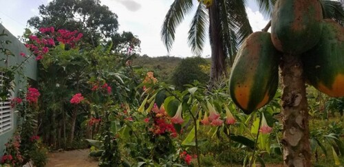 Bild 2 - 2 Zimmer Einfamilienhaus zum Kaufen in Las Galeras