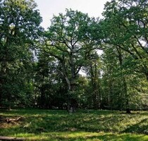 Forst in Ungarn Komitat Borsod-Abauj-Zemplen neben Sarospa - Sarospatak