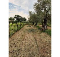 ISTRIEN LANDWIRTSCHAFTLICHES GRUNDSTÜCK 5281m2 - Brtonigla