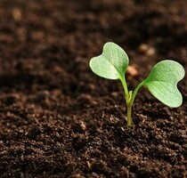 3ha und 10ha Agrarland auch einzelne ha Paraguay Bäume - Asuncion