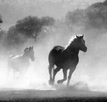Finca mit Reitbetrieb und Ferienhäuser Costa de la Luz - Vejer de la Frontera