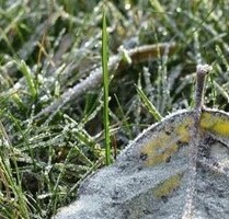 4200 m2 Grundstück Strom vorhanden - Bran-Sohodol