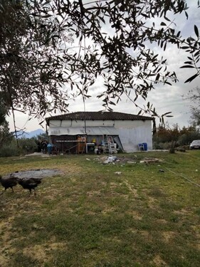 Bild 1 - Landwirtschaftliches Grundstück mit Olivenbäumen