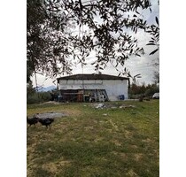 Landwirtschaftliches Grundstück mit Olivenbäumen - Ag.Nikolaos Olenia