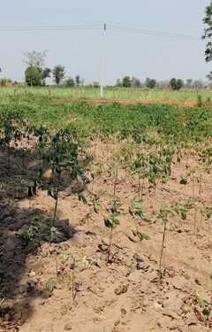 Bild 3 - Grundstück in Ban Wang Khon Phat