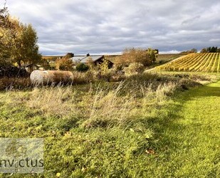 Freizeitidylle pur – Ruhe, Sonne und Natur in den Weinbergen von Leingarten - Leingarten / Großgartach