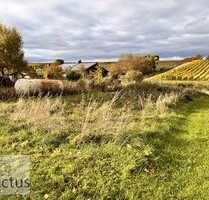 Freizeitidylle pur – Ruhe, Sonne und Natur in den Weinbergen von Leingarten - Leingarten / Großgartach