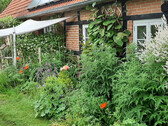 Gartenimpression - 